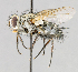  ( - CNC572265)  @14 [ ] No Rights Reserved (2016) Unspecified Canadian National Collection of Insects, Arachnids and Nematodes