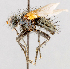  ( - CNC602368)  @11 [ ] No Rights Reserved (2016) Unspecified Canadian National Collection of Insects, Arachnids and Nematodes