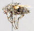  (Trichoceronia sp. 1 - CNC602377)  @11 [ ] No Rights Reserved (2016) Unspecified Canadian National Collection of Insects, Arachnids and Nematodes
