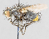  ( - CNC602393)  @11 [ ] No Rights Reserved (2016) Unspecified Canadian National Collection of Insects, Arachnids and Nematodes