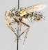  ( - CNC602737)  @13 [ ] No Rights Reserved (2016) Unspecified Canadian National Collection of Insects, Arachnids and Nematodes