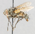  ( - CNC602746)  @13 [ ] No Rights Reserved (2016) Unspecified Canadian National Collection of Insects, Arachnids and Nematodes