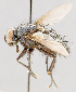  (Hubneria - CNC602748)  @13 [ ] No Rights Reserved (2016) Unspecified Canadian National Collection of Insects, Arachnids and Nematodes