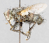  ( - CNC602751)  @13 [ ] No Rights Reserved (2016) Unspecified Canadian National Collection of Insects, Arachnids and Nematodes