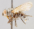  (Phytomyptera palpigera - CNC602761)  @13 [ ] No Rights Reserved (2016) Unspecified Canadian National Collection of Insects, Arachnids and Nematodes