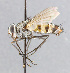  ( - CNC_Diptera258055)  @11 [ ] No Rights Reserved (2015) Unspecified CNC