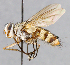  ( - CNC_Diptera258059)  @14 [ ] No Rights Reserved (2015) Unspecified CNC