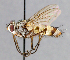  ( - CNC_Diptera258060)  @13 [ ] No Rights Reserved (2015) Unspecified CNC