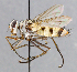  ( - CNC_Diptera258061)  @14 [ ] No Rights Reserved (2015) Unspecified CNC