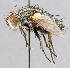  (Chaetogaedia townsendi - CNC_Diptera258093)  @14 [ ] No Rights Reserved (2015) Unspecified CNC