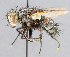  ( - CNC_Diptera258094)  @11 [ ] No Rights Reserved (2015) Unspecified CNC