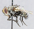  ( - CNC_Diptera258098)  @13 [ ] No Rights Reserved (2015) Unspecified CNC