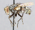  ( - CNC_Diptera258099)  @11 [ ] No Rights Reserved (2015) Unspecified CNC