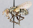  ( - CNC_Diptera258100)  @11 [ ] No Rights Reserved (2015) Unspecified CNC