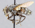  ( - CNC_Diptera258101)  @11 [ ] No Rights Reserved (2015) Unspecified CNC