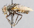  ( - CNC_Diptera258103)  @14 [ ] No Rights Reserved (2015) Unspecified CNC