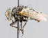  ( - CNC_Diptera258105)  @11 [ ] No Rights Reserved (2015) Unspecified CNC