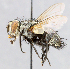  ( - CNC_Diptera258107)  @11 [ ] No Rights Reserved (2015) Unspecified CNC