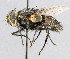  ( - CNC_Diptera258114)  @11 [ ] No Rights Reserved (2015) Unspecified CNC