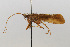  (Limnephilus biparta - 09CNCTR-0083)  @11 [ ] CreativeCommons - Attribution (2010) Unspecified Centre for Biodiversity Genomics