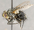  ( - CNC617816)  @11 [ ] No Rights Reserved (2018) Unspecified Canadian National Collection of Insects, Arachnids and Nematodes