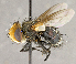  ( - CNC680259)  @11 [ ] No Rights Reserved (2018) Unspecified Canadian National Collection of Insects, Arachnids and Nematodes