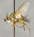  ( - CNC680262)  @14 [ ] No Rights Reserved (2018) Unspecified Canadian National Collection of Insects, Arachnids and Nematodes