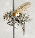  ( - CNC703873)  @11 [ ] No Rights Reserved (2018) Unspecified Canadian National Collection of Insects, Arachnids and Nematodes
