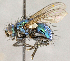  ( - CNC707194)  @13 [ ] No Rights Reserved (2018) Unspecified Canadian National Collection of Insects, Arachnids and Nematodes