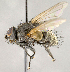  ( - CNC708018)  @11 [ ] No Rights Reserved (2018) Unspecified Canadian National Collection of Insects, Arachnids and Nematodes