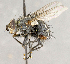  ( - CNC708518)  @13 [ ] No Rights Reserved (2018) Unspecified Canadian National Collection of Insects, Arachnids and Nematodes