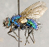  (Gymnocheta sp. GER1 - CNC719465)  @14 [ ] No Rights Reserved (2018) Unspecified Canadian National Collection of Insects, Arachnids and Nematodes
