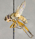  ( - CNC722771)  @11 [ ] No Rights Reserved (2018) Unspecified Canadian National Collection of Insects, Arachnids and Nematodes