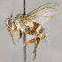  ( - CNC722801)  @14 [ ] No Rights Reserved (2018) Unspecified Canadian National Collection of Insects, Arachnids and Nematodes