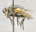  ( - CNC734748)  @11 [ ] No Rights Reserved (2018) Unspecified Canadian National Collection of Insects, Arachnids and Nematodes