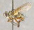  ( - CNC739165)  @14 [ ] No Rights Reserved (2018) Unspecified Canadian National Collection of Insects, Arachnids and Nematodes