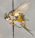  ( - CNC740177)  @11 [ ] No Rights Reserved (2018) Unspecified Canadian National Collection of Insects, Arachnids and Nematodes