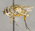  ( - CNC740210)  @11 [ ] No Rights Reserved (2018) Unspecified Canadian National Collection of Insects, Arachnids and Nematodes