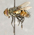  ( - CNC751757)  @11 [ ] No Rights Reserved (2018) Unspecified Canadian National Collection of Insects, Arachnids and Nematodes