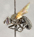 ( - CNC751763)  @11 [ ] No Rights Reserved (2018) Unspecified Canadian National Collection of Insects, Arachnids and Nematodes
