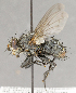  ( - CNC751782)  @13 [ ] No Rights Reserved (2018) Unspecified Canadian National Collection of Insects, Arachnids and Nematodes