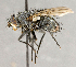  ( - CNC751930)  @13 [ ] No Rights Reserved (2018) Unspecified Canadian National Collection of Insects, Arachnids and Nematodes