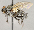  ( - CNC751955)  @11 [ ] No Rights Reserved (2018) Unspecified Canadian National Collection of Insects, Arachnids and Nematodes