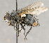  ( - CNC754718)  @13 [ ] No Rights Reserved (2018) Unspecified Canadian National Collection of Insects, Arachnids and Nematodes
