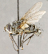  (Cryptomeigenia sp. GER7 - CNC754720)  @14 [ ] No Rights Reserved (2018) Unspecified Canadian National Collection of Insects, Arachnids and Nematodes