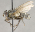  ( - CNC754752)  @11 [ ] No Rights Reserved (2018) Unspecified Canadian National Collection of Insects, Arachnids and Nematodes