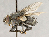  ( - CNC754882)  @11 [ ] No Rights Reserved (2018) Unspecified Canadian National Collection of Insects, Arachnids and Nematodes
