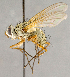  ( - CNC754887)  @14 [ ] No Rights Reserved (2018) Unspecified Canadian National Collection of Insects, Arachnids and Nematodes