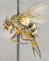  ( - CNC758533)  @11 [ ] No Rights Reserved (2018) Unspecified Canadian National Collection of Insects, Arachnids and Nematodes