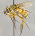  (Siphona hokkaidensis - CNC758534)  @14 [ ] No Rights Reserved (2018) Unspecified Canadian National Collection of Insects, Arachnids and Nematodes